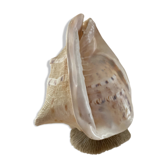 Lampe coquillage