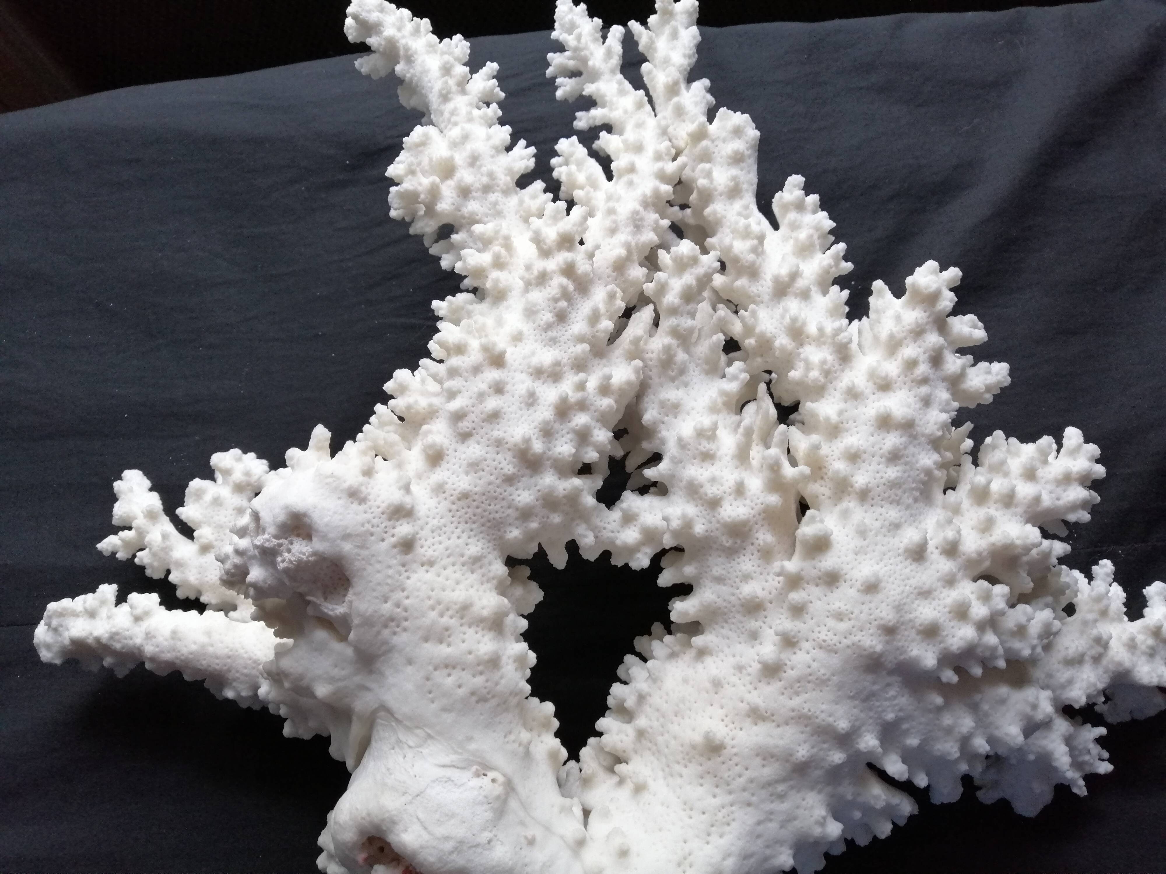 Ancient white coral