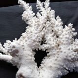 Corail blanc ancien