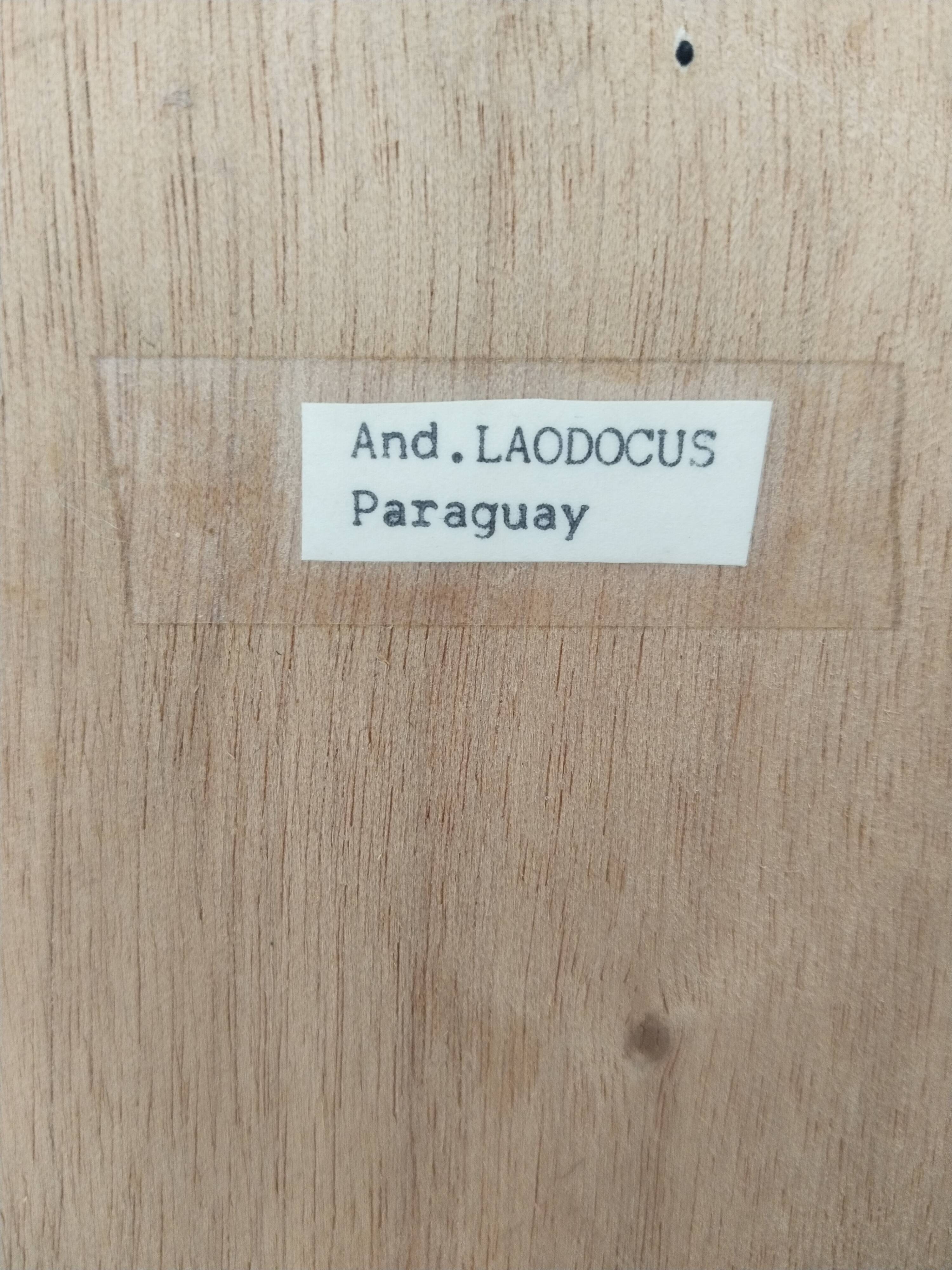 Butterfly stuffed under glass, And.Laodocus