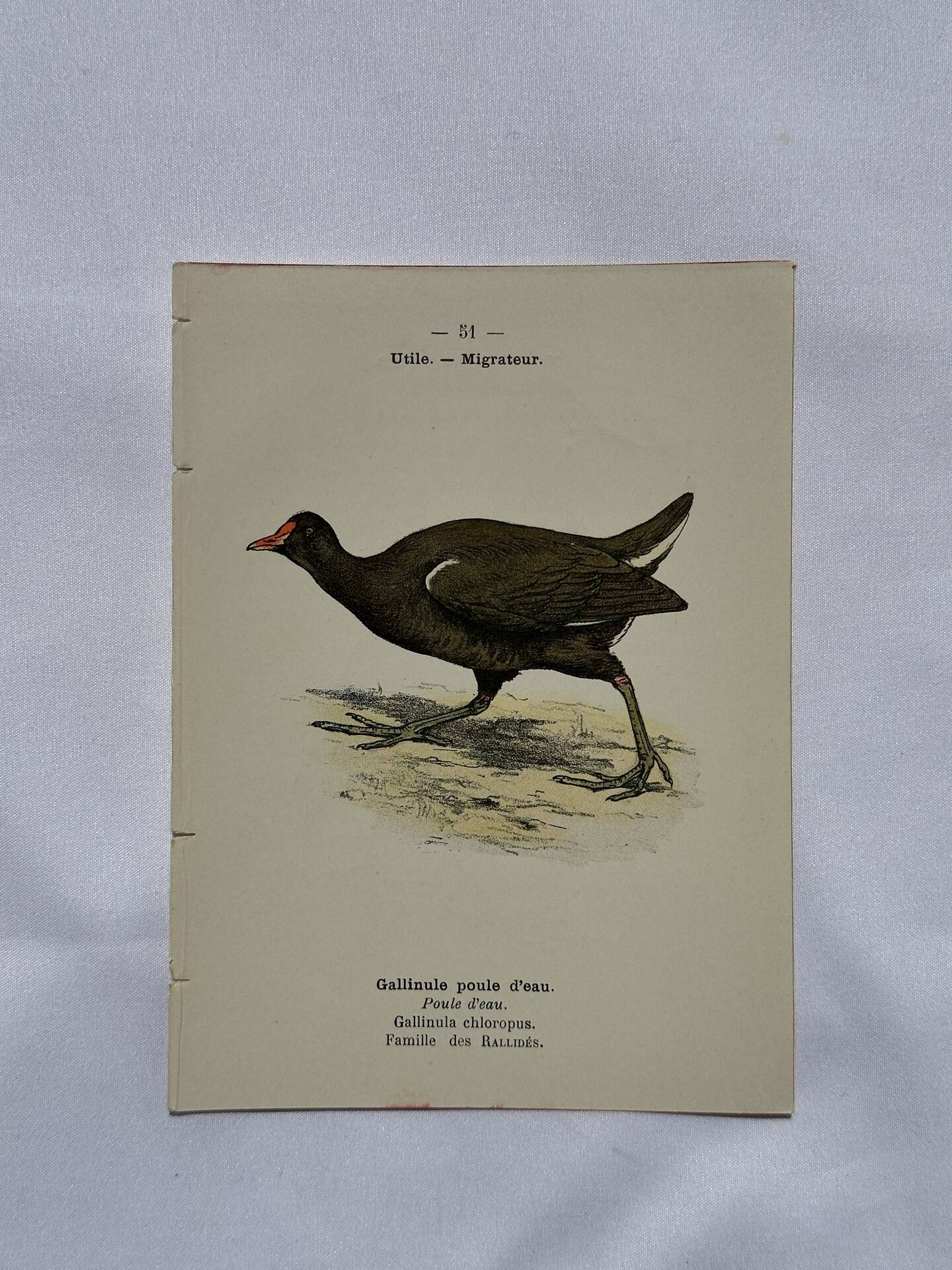 🐦 Botanical Plate Engraving of Birds Naturalist 19th Century Double-Sided A