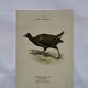 🐦 Botanical Plate Engraving of Birds Naturalist 19th Century Double-Sided A