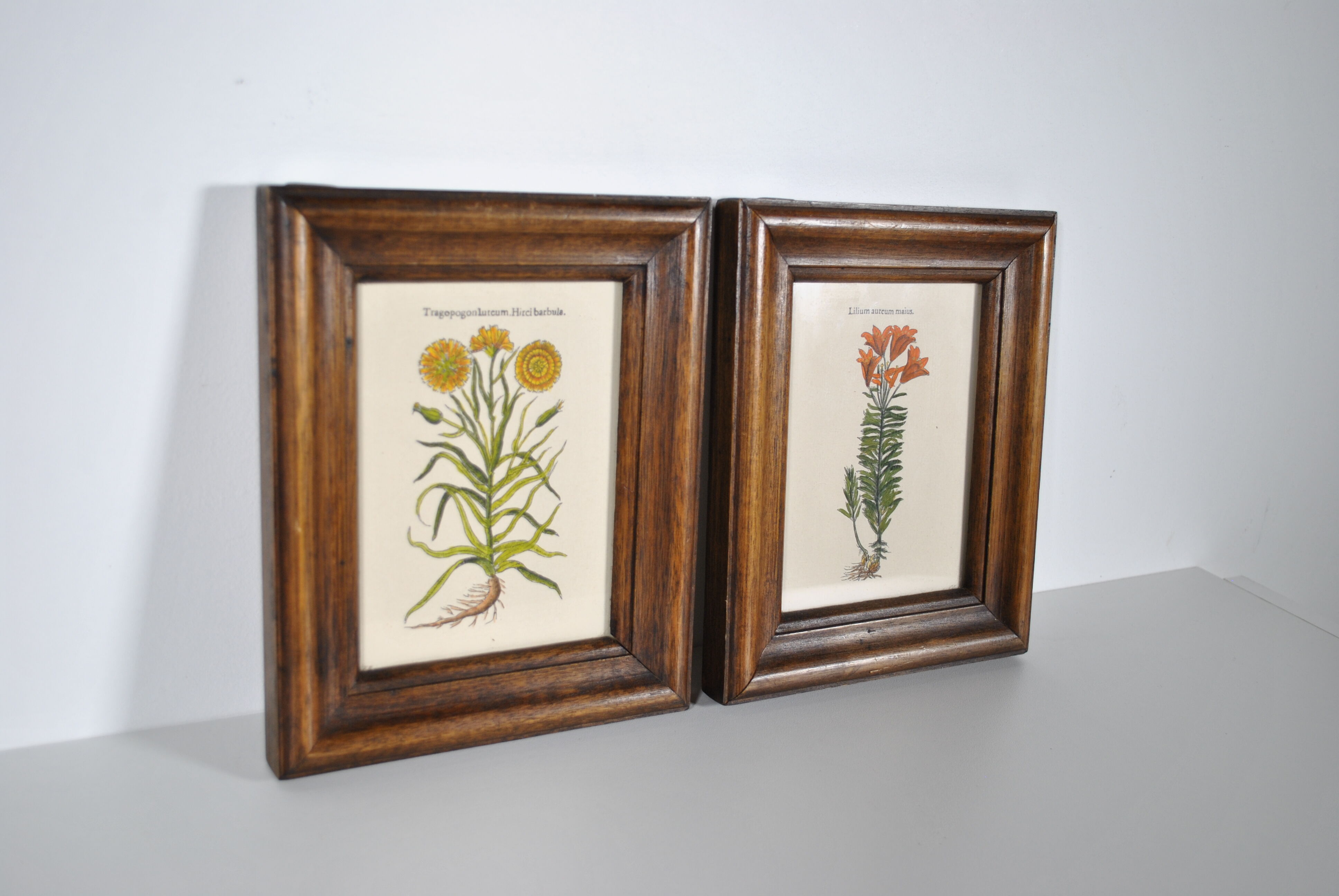 Botanical illustration tables 1960