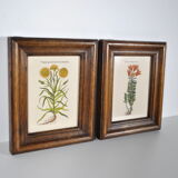 Botanical illustration tables 1960