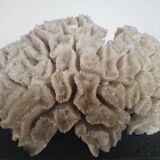 Natural old coral - marine decorative object (21 cm)