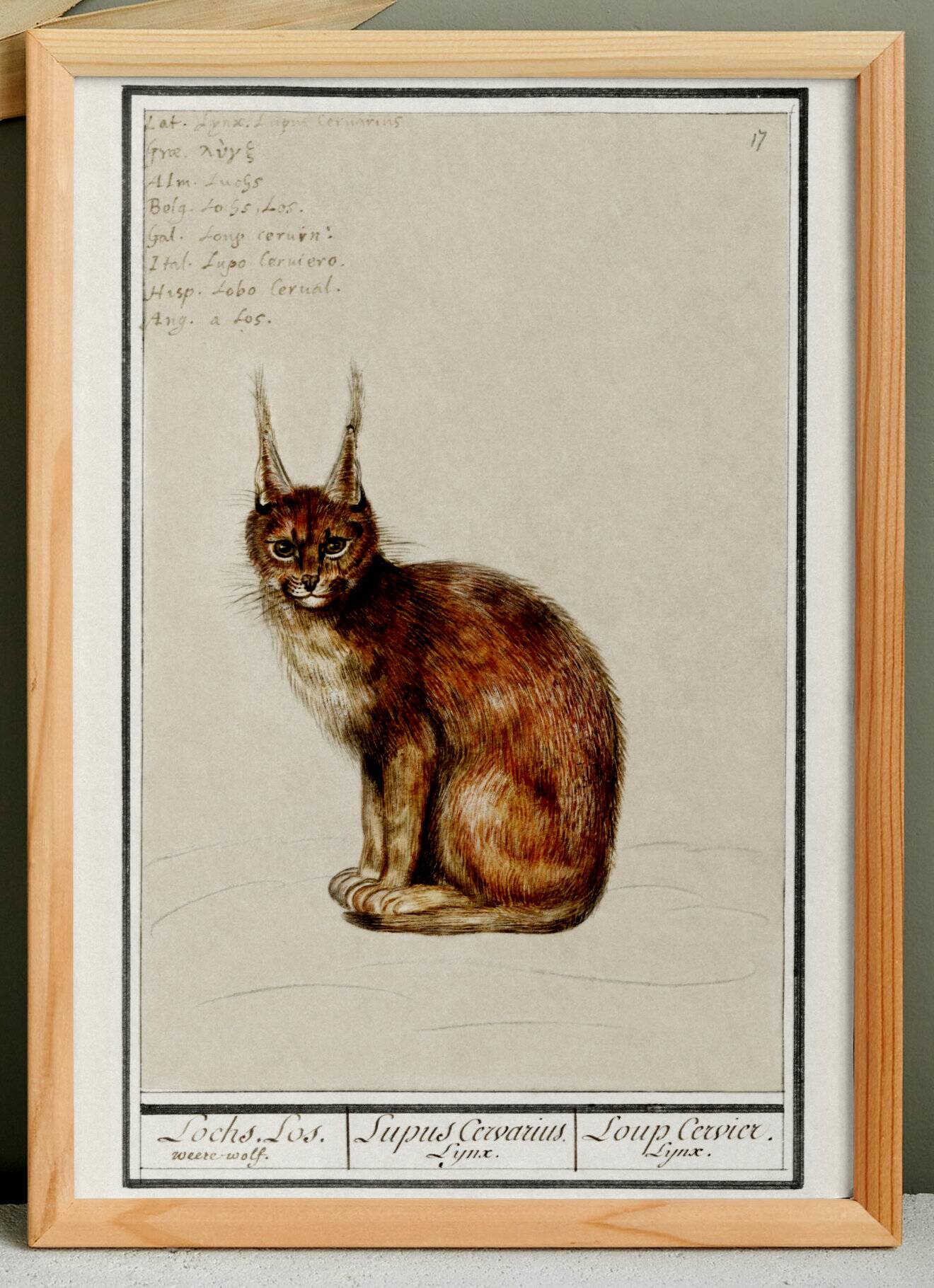 Petite affiche sur le Lynx, d’après une gravure ancienne de 1610.