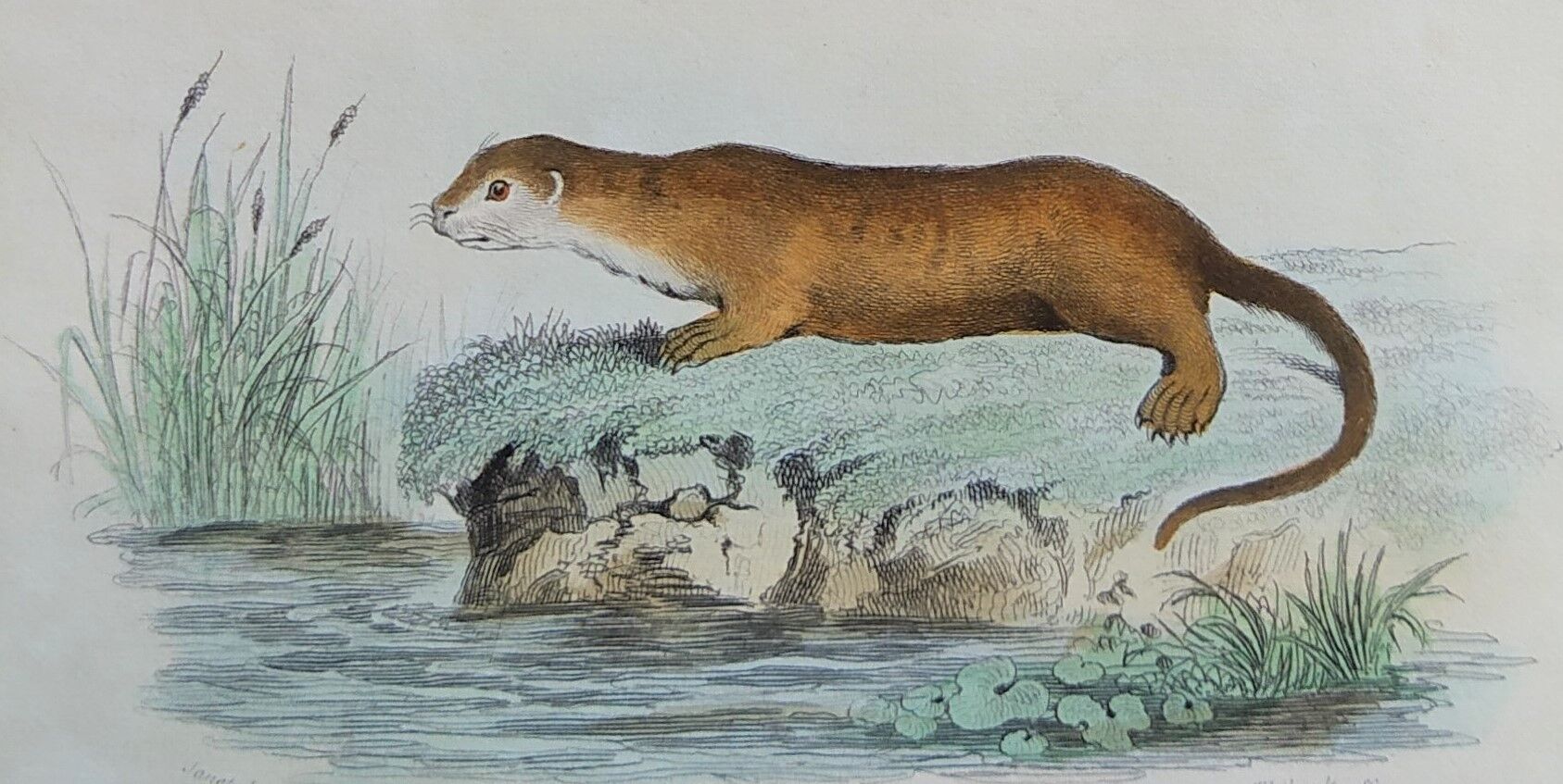 Original Zoological Board "Hyena - Otter of Canada" Buffon 1840