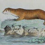Original Zoological Board "Hyena - Otter of Canada" Buffon 1840