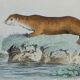 Planche zoologique originale " Hyène & Loutre du Canada " Buffon 1840