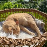 Woven wicker basket