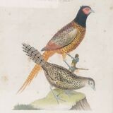 Engraving painting pheasant bird XVIII th F. Martinet