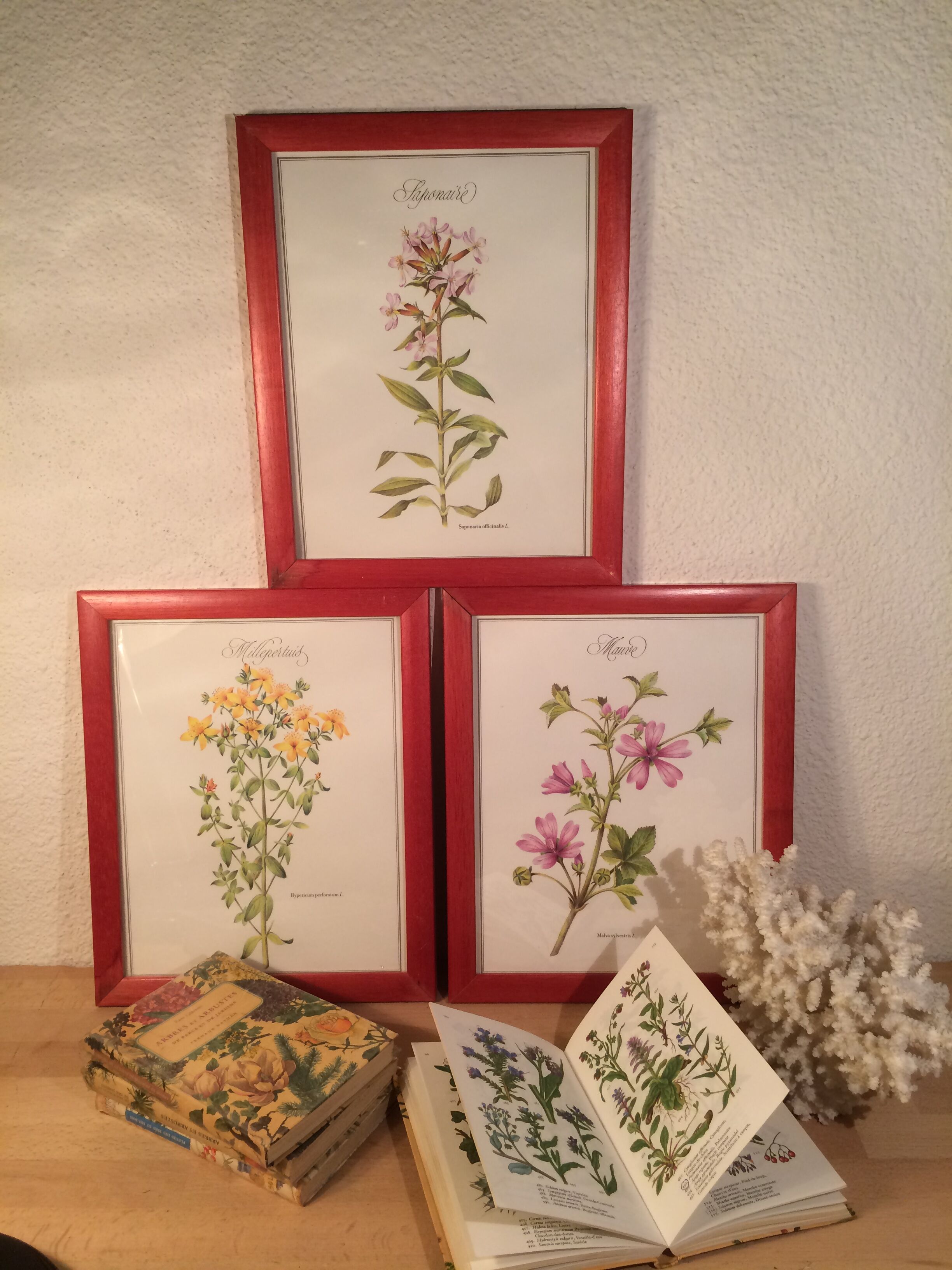 3 framed botanical posters, St. John's wort, purple, saponnary