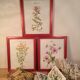 3 framed botanical posters, St. John's wort, purple, saponnary