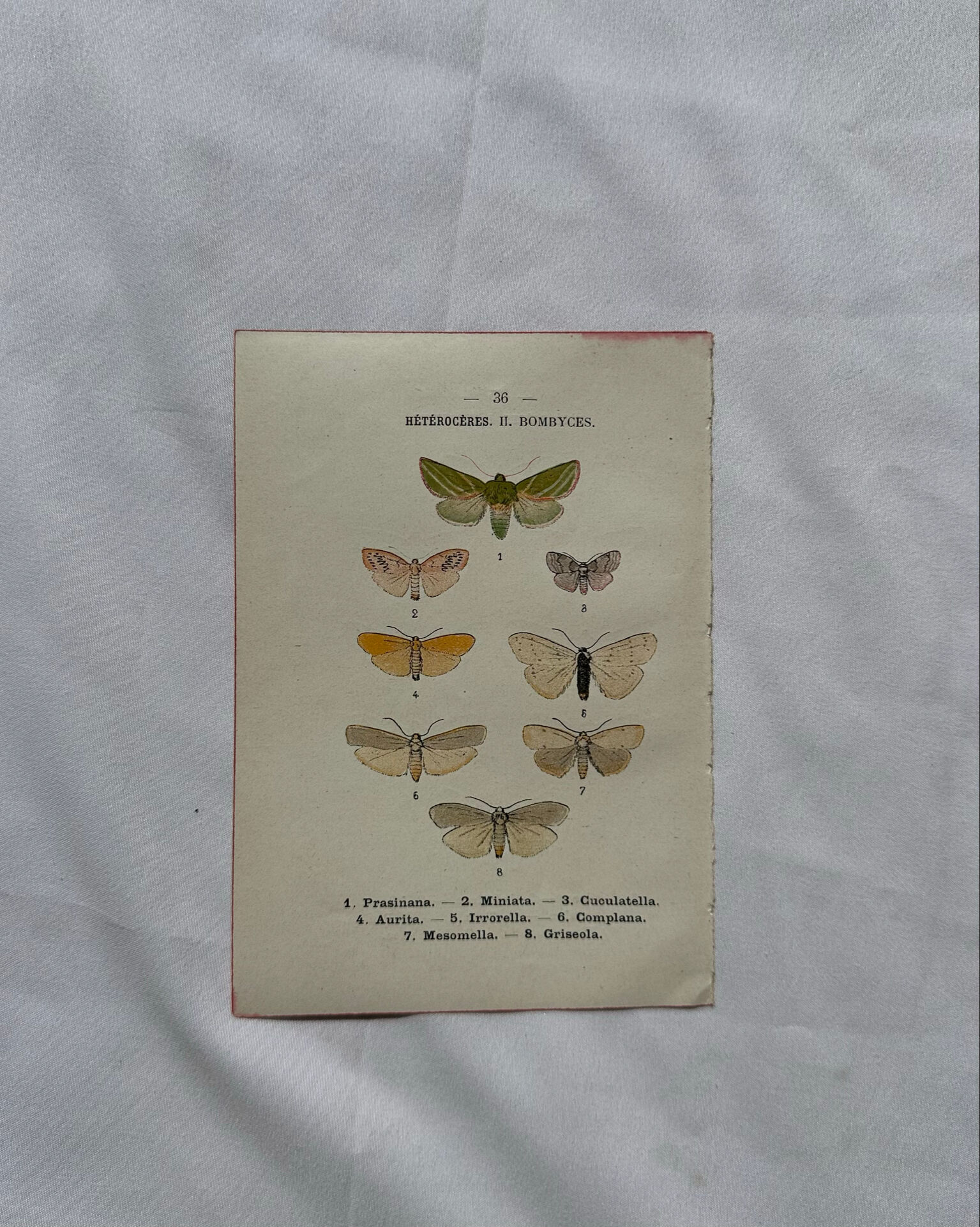 Gravure naturaliste  Papillon 19eme affiche botanique originale 1800