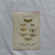 Gravure naturaliste  Papillon 19eme affiche botanique originale 1800