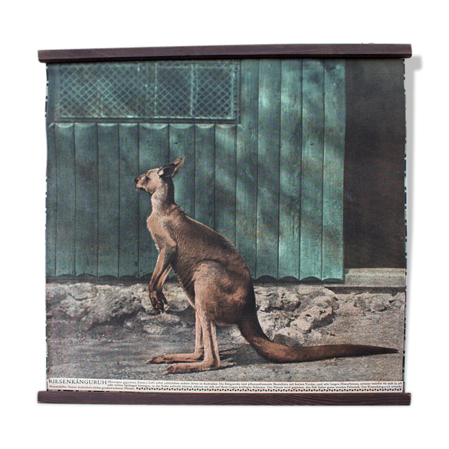Wall poster "kangaroo" 1917