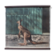 Wall poster "kangaroo" 1917