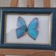TABLEAU "PAPILLON BLEU ENCADRE"