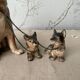 Figurine chien berger et ses 2 petits en céramique vintage
