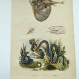 Old engraving from 1838 - Trimeresura snake and triodon - Original zoological and botanical plate