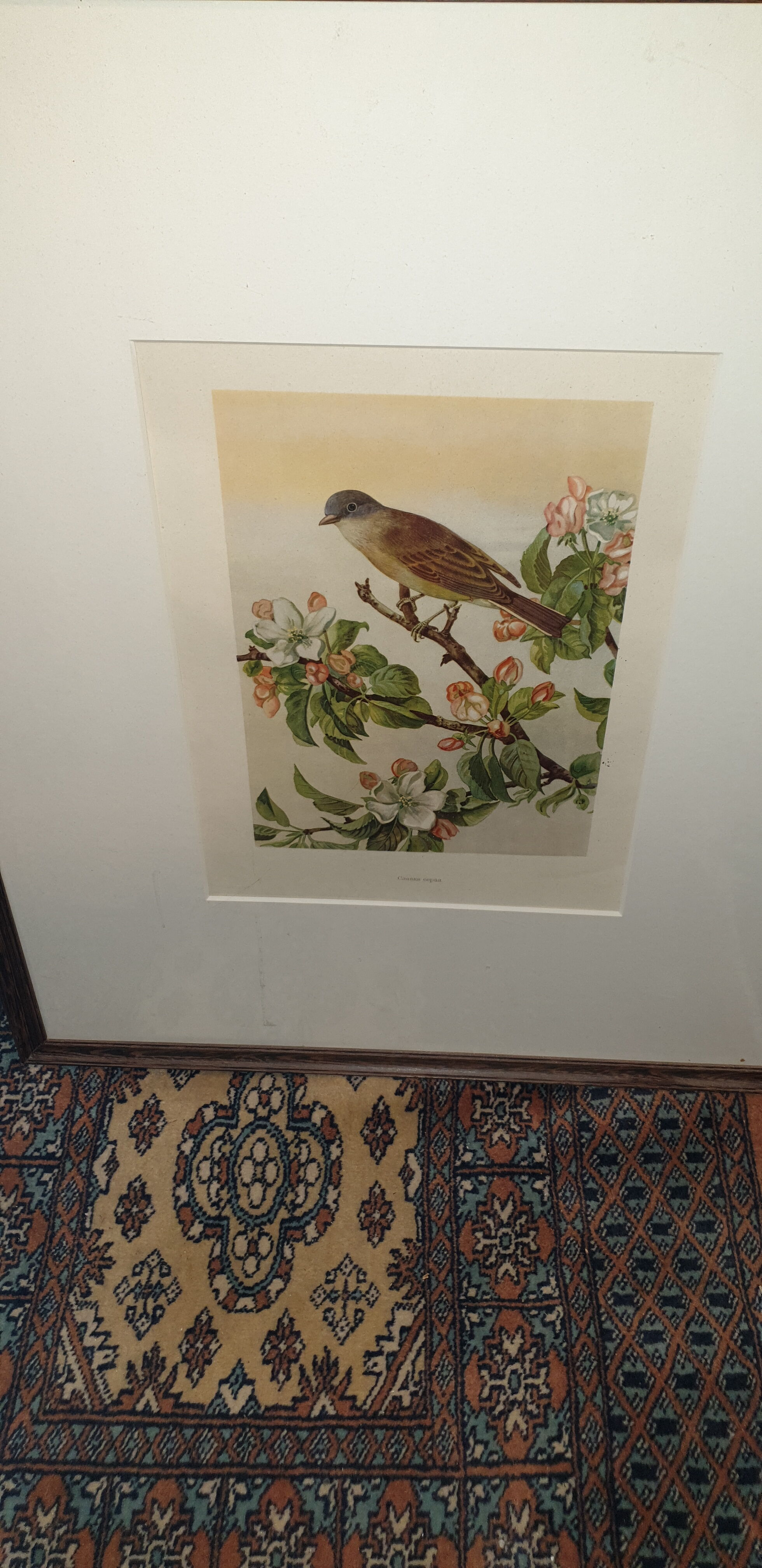 Ornithological engraving