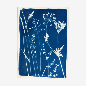 Botanical Cyanotype