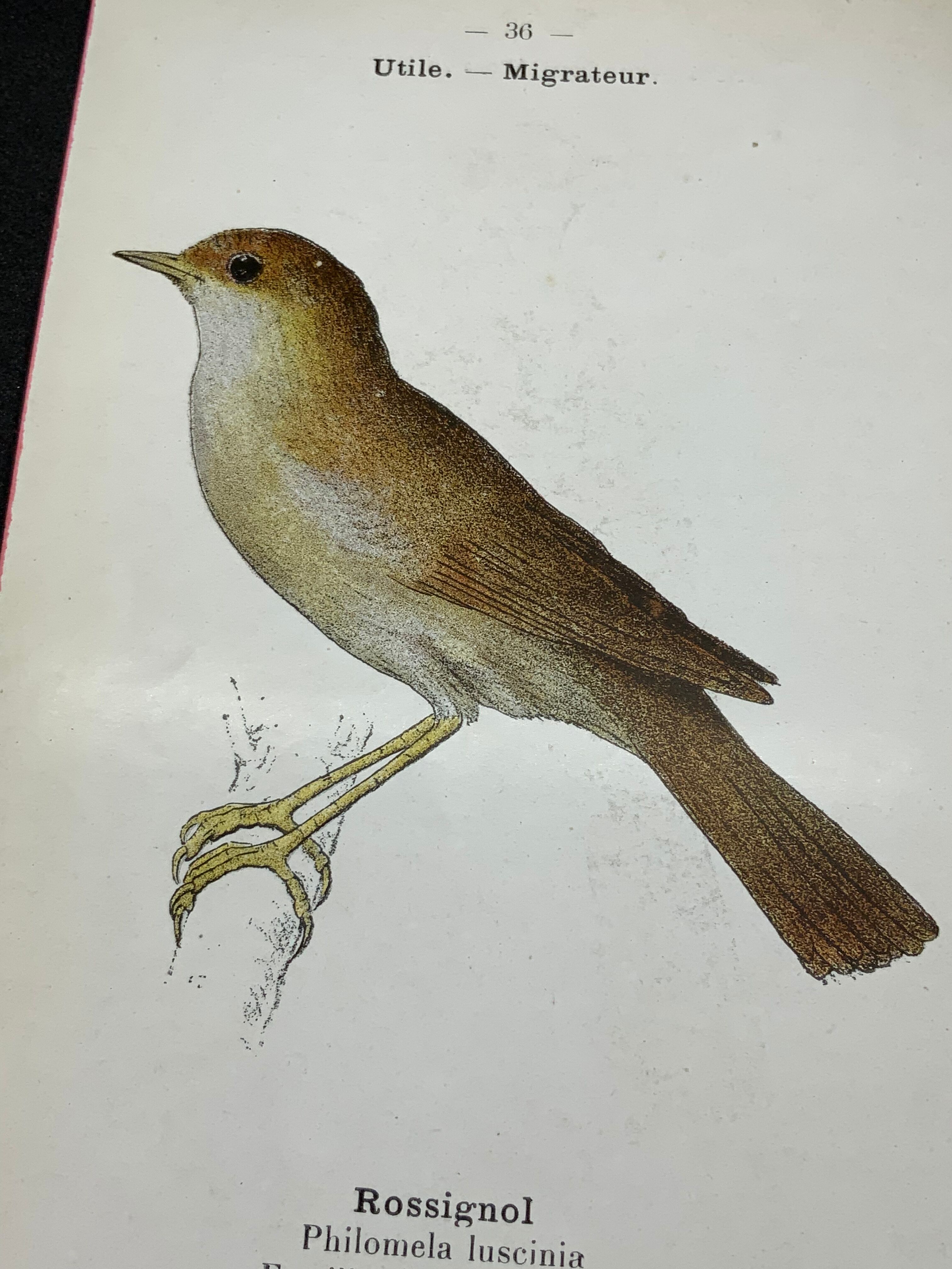 Planche naturaliste ancienne oiseaux gravure double face ouvrage 1908 G. Denise