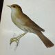 Planche naturaliste ancienne oiseaux gravure double face ouvrage 1908 G. Denise