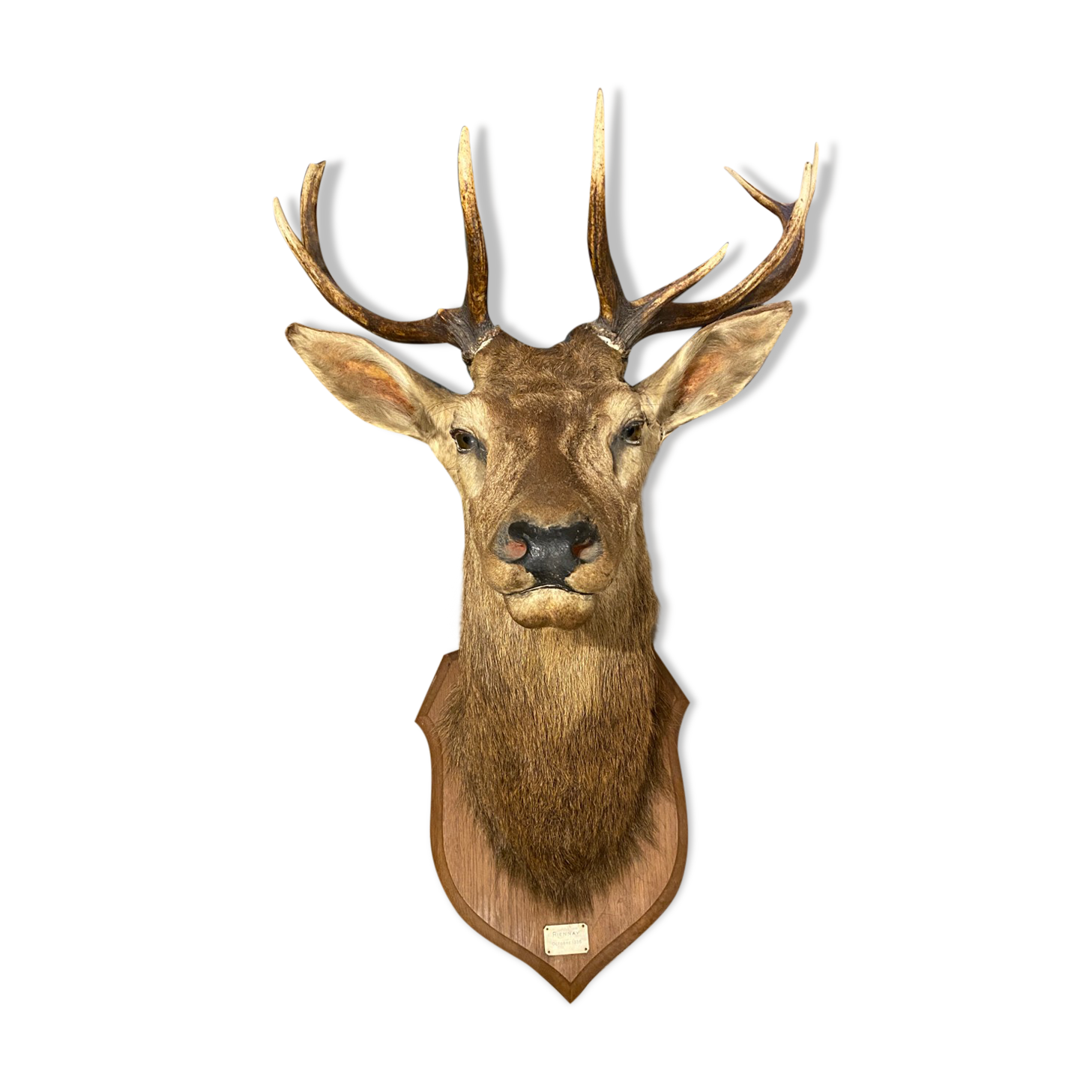 Tete de cerf naturalisé