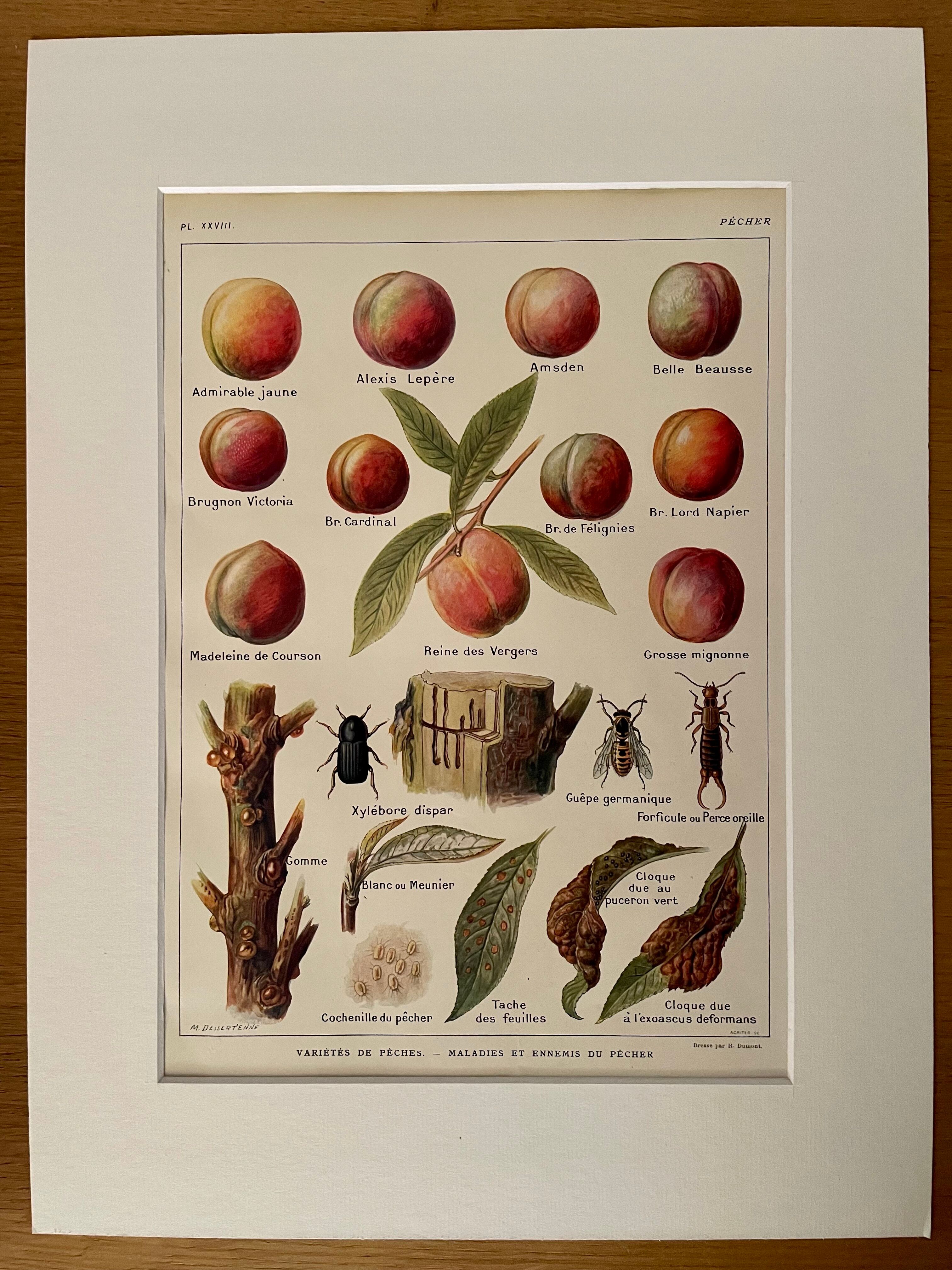 Lithographie sur le pêcher et les pêches de 1921