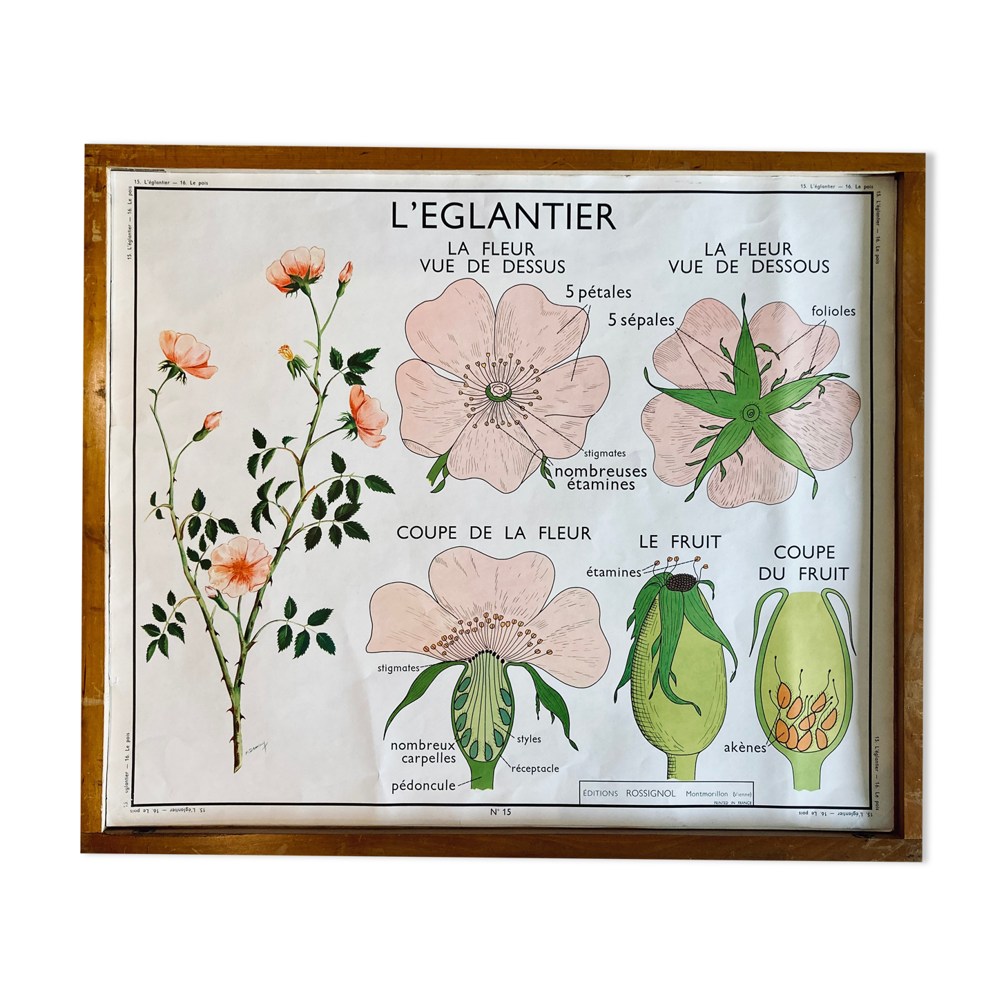 Educational school poster Rossignol vintage 60s - rosehip and pea