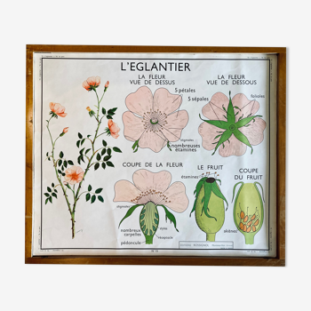 Educational school poster Rossignol vintage 60s - rosehip and pea