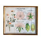 Educational school poster Rossignol vintage 60s - rosehip and pea