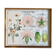 Educational school poster Rossignol vintage 60s - rosehip and pea
