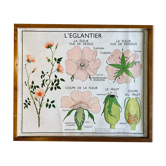 Educational school poster Rossignol vintage 60s - rosehip and pea