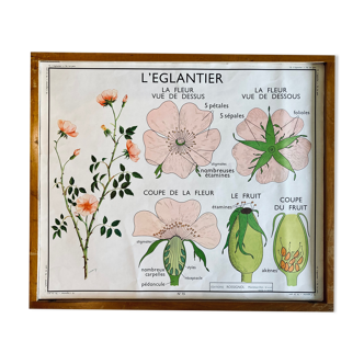 Educational school poster Rossignol vintage 60s - rosehip and pea