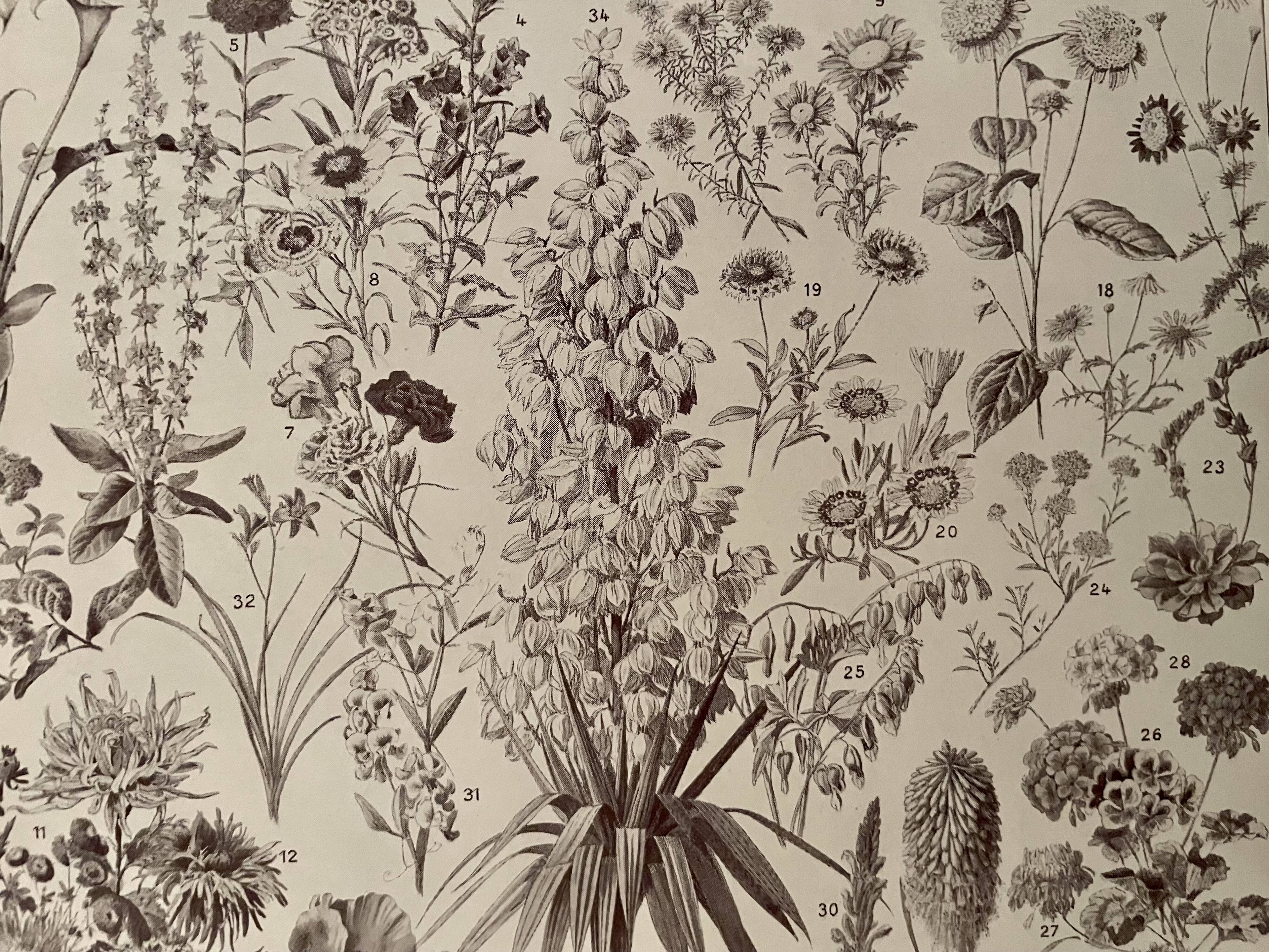 Lithograph on flowers from 1928, annuals and biennials plants