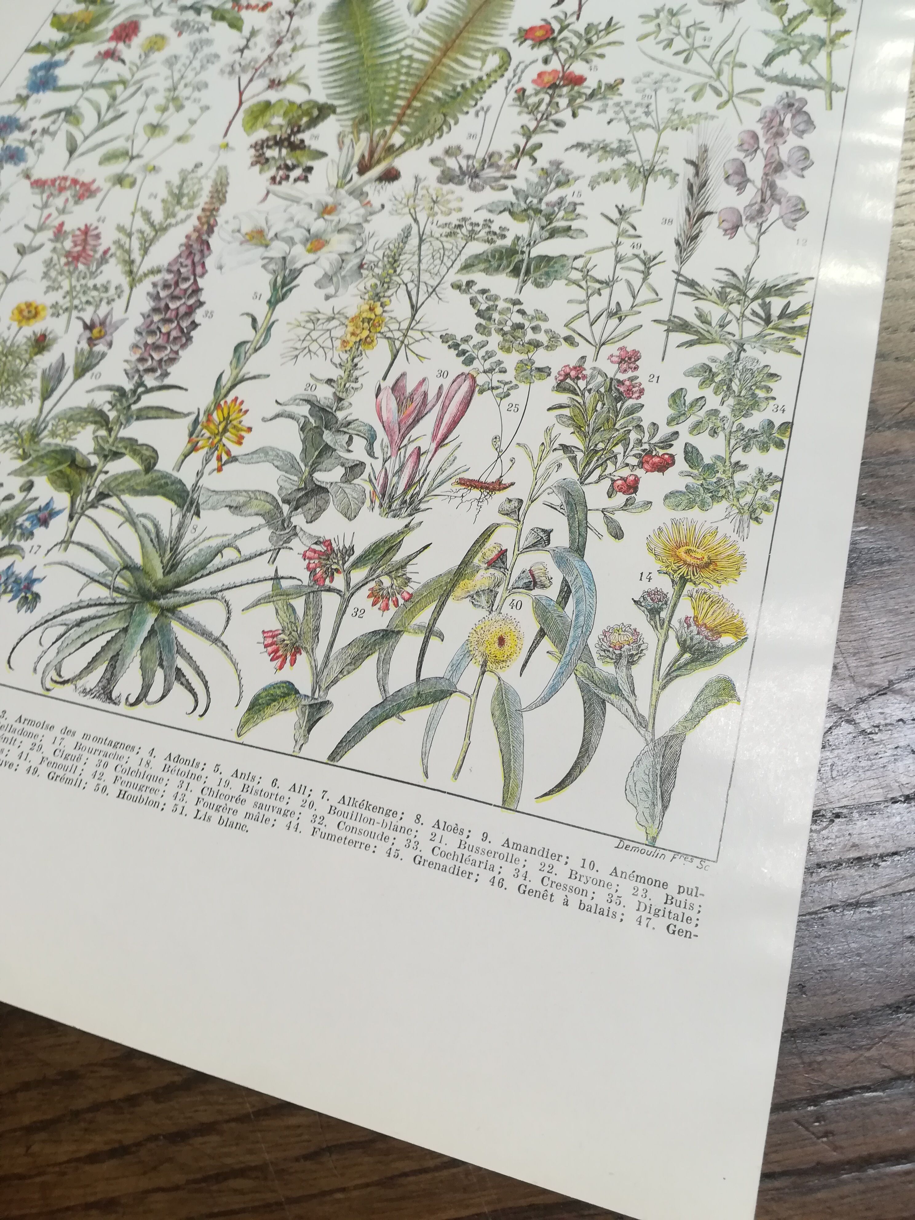 Lithograph on medicinal plants from 1928 (absinthe)