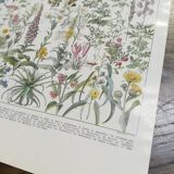 Lithograph on medicinal plants from 1928 (absinthe)