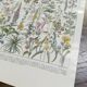 Lithograph on medicinal plants from 1928 (absinthe)