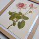 Botanical illustration of rose - Madame Caroline Testout - Nature poster - Rose engraving