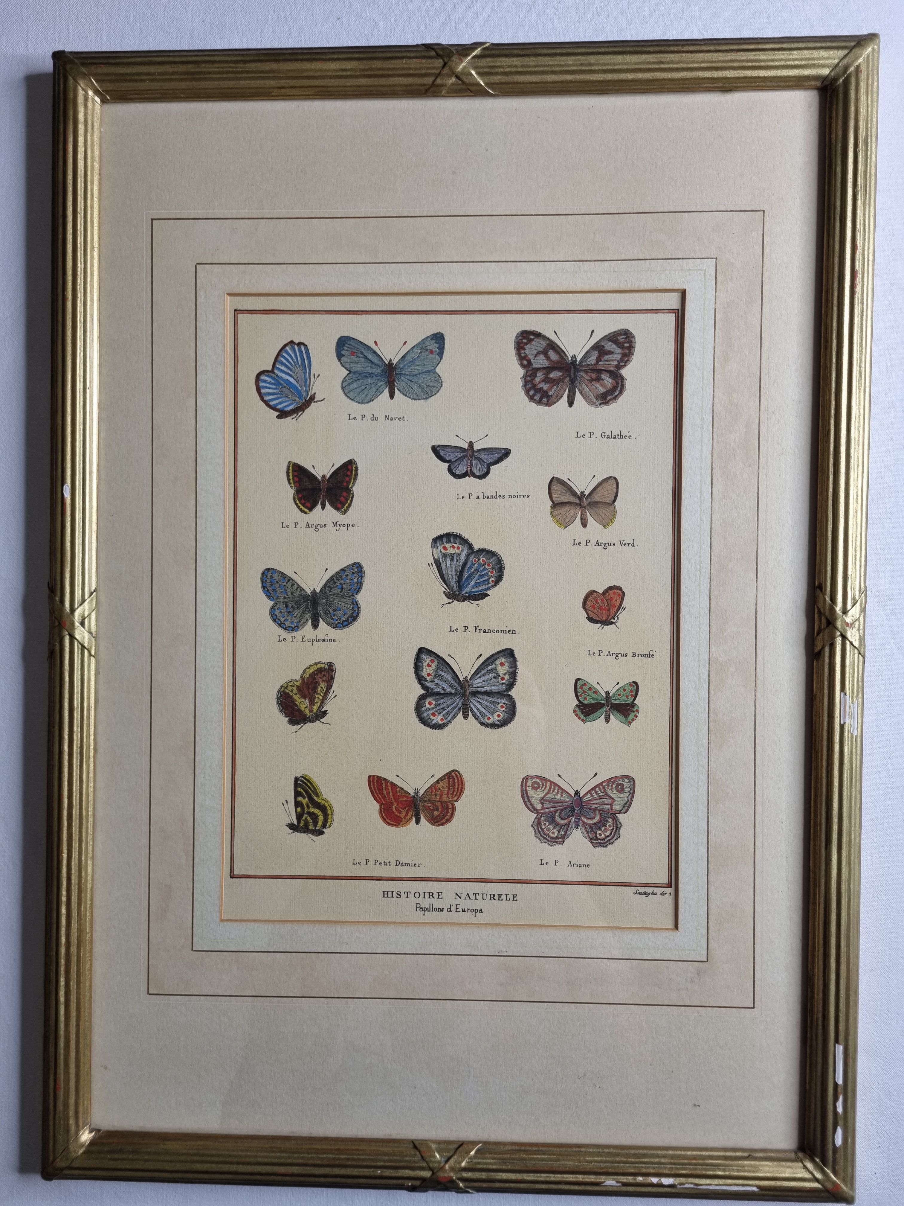 Natural history plate "The Butterflies of Europe", after Pietro Scattaglia, 18th century