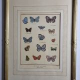 Natural history plate "The Butterflies of Europe", after Pietro Scattaglia, 18th century