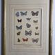 Natural history plate "The Butterflies of Europe", after Pietro Scattaglia, 18th century