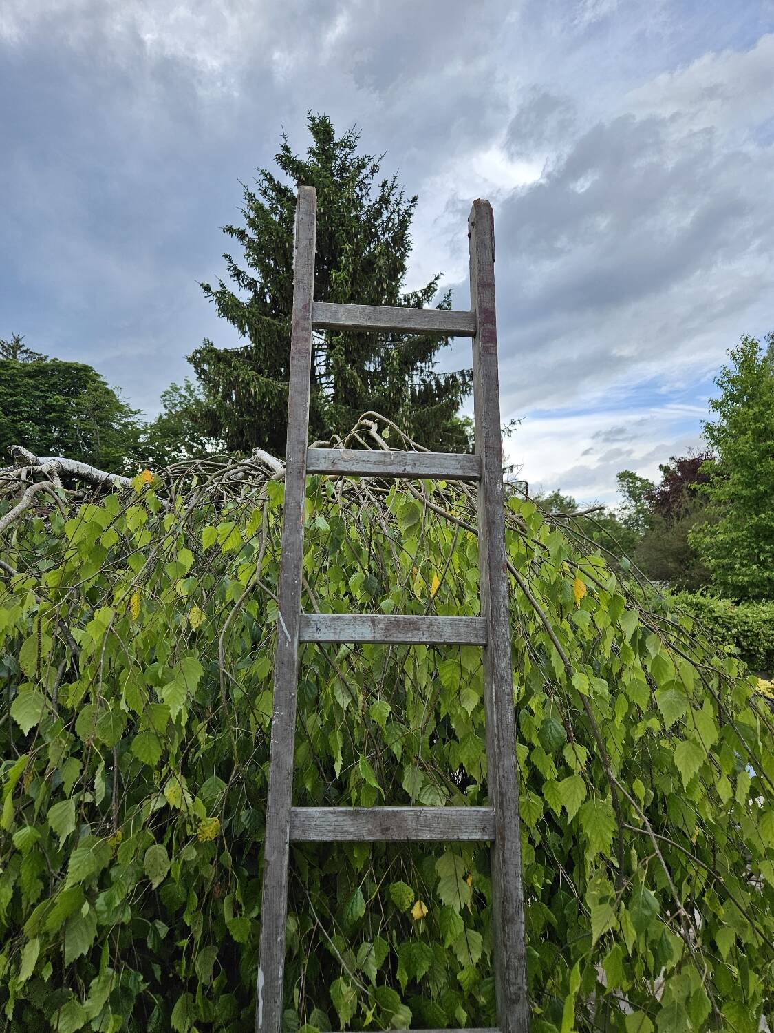 Wooden ladder
