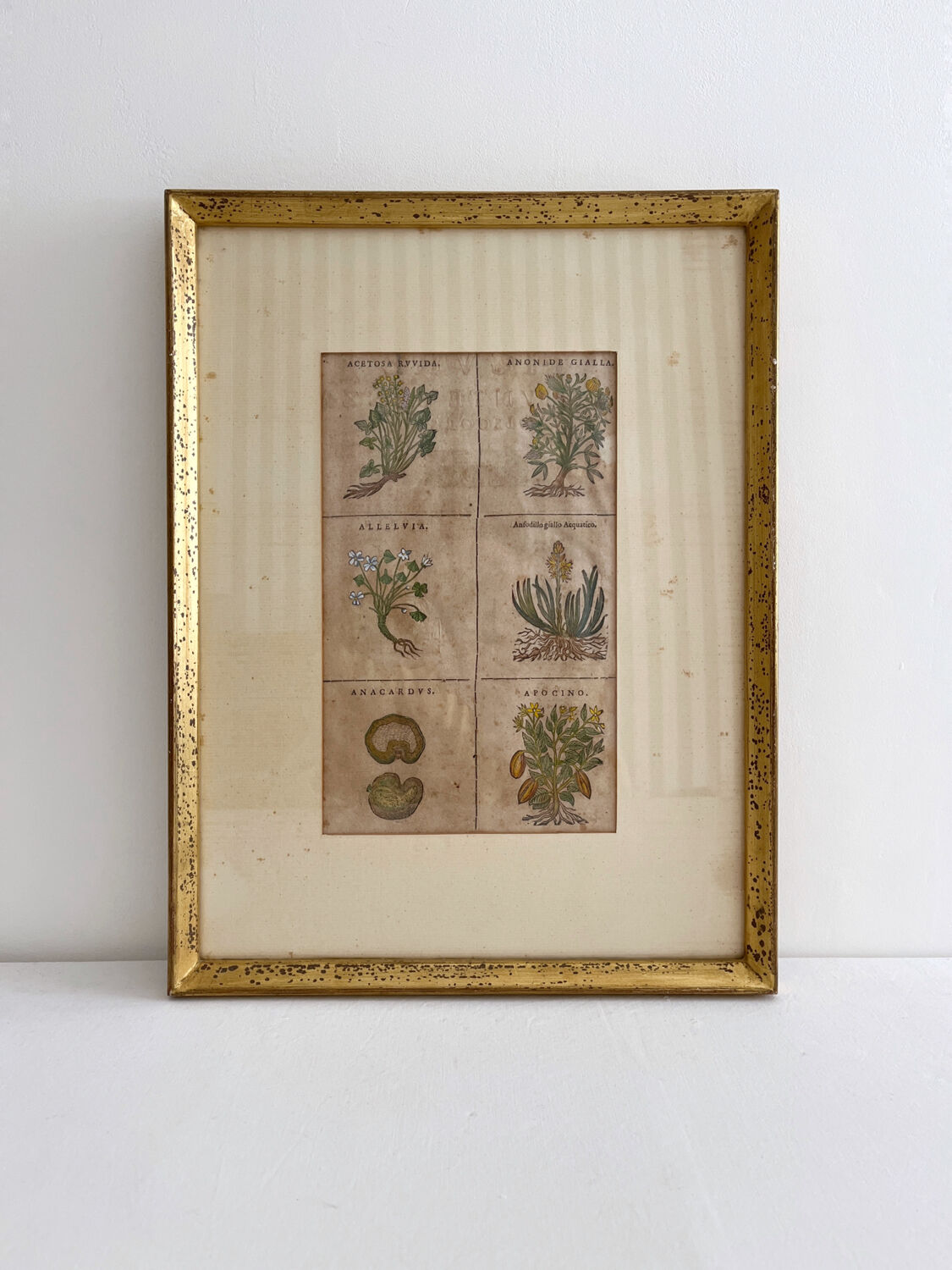 Lithograph botanical plate enhanced with watercolour.