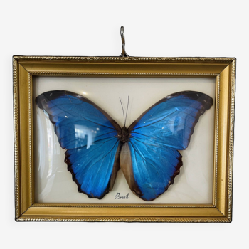 Entomological frame with stuffed butterfly