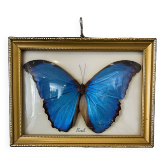 Entomological frame with stuffed butterfly