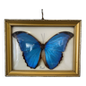 Cadre entomologique avec papillon naturalisé