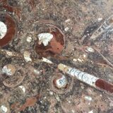 Erfoud stone coffee table with fossils
